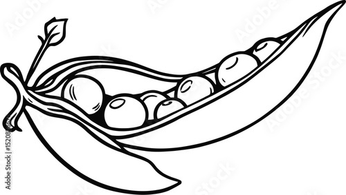  Open Pea Pod with Peas Inside - Black and White Line Art Vegetable Vector