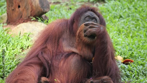 The Sumatran orangutan is one of the three species of orangutans. Critically endangered, and found only in the north of the Indonesian island of Sumatra, it is rarer than the Bornean orangutan but mor