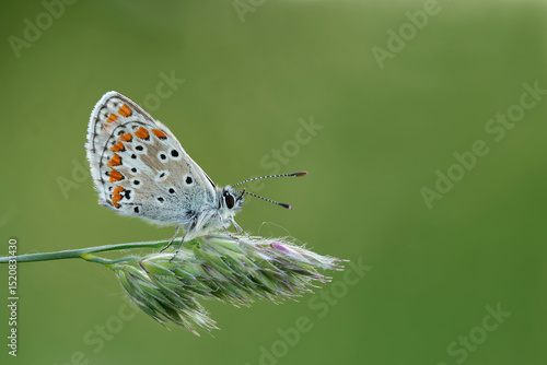 Wallpaper Mural Hauhechel-Bläuling
 Torontodigital.ca