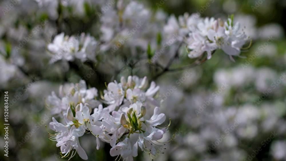 white, rhododendron blooms in the Botanical garden
white, rhododendron blooms in the Botanical garden