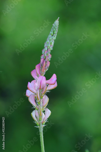 Wallpaper Mural Esparsette Torontodigital.ca