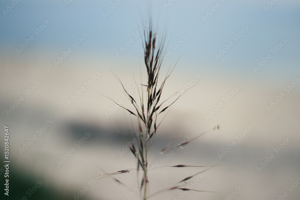 Obraz premium Camping by the Gulf of Thailand – Peaceful Beachfront Escape