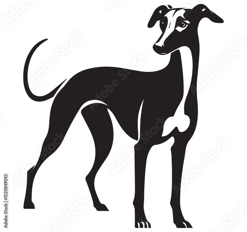 Elegant Black and White Greyhound Dog Illustration - Stylized Vector Graphic Art of a Standing Sighthound Canine Pet Animal Design Picture