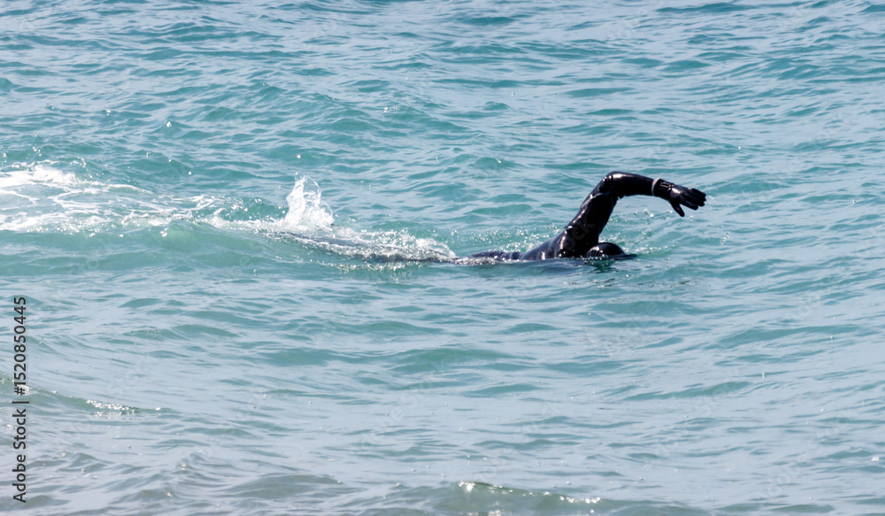 Fototapeta premium A man is swimming in the ocean wearing a black wetsuit