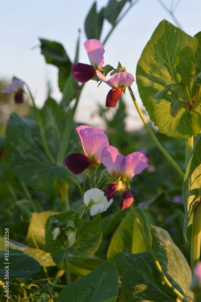 Obraz premium pea fower in the garden