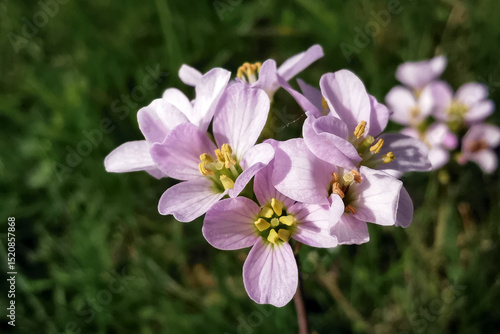 Cuadro en lienzo Cardamine pratensis, the cuckoo flower, lady's smock, mayflower, or milkmaids