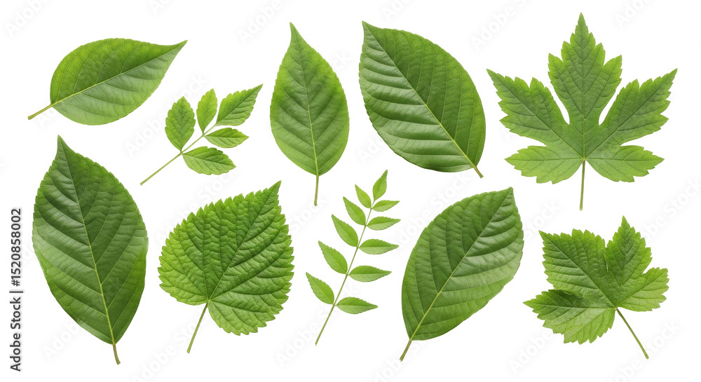 Green leaf variety against black backdrop Green leaf variety against black backdrop