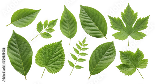 Green leaf variety against black backdrop