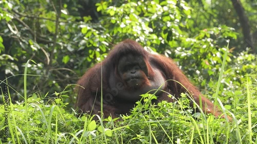 The Bornean orangutan is an orangutan species endemic to the island of Borneo. It belongs to the only genus of great apes native to Asia and is the largest of the three Pongo species. 