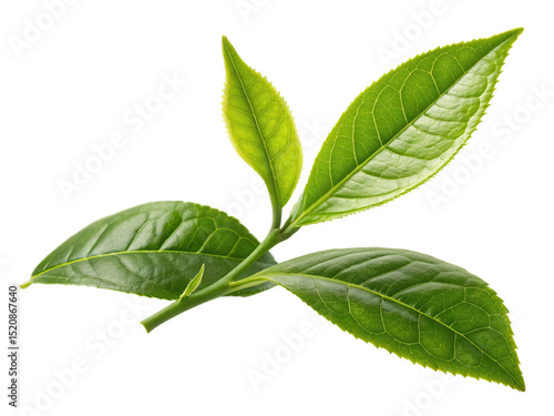Fresh green tea leaves isolated on transparent background, vibrant and detailed