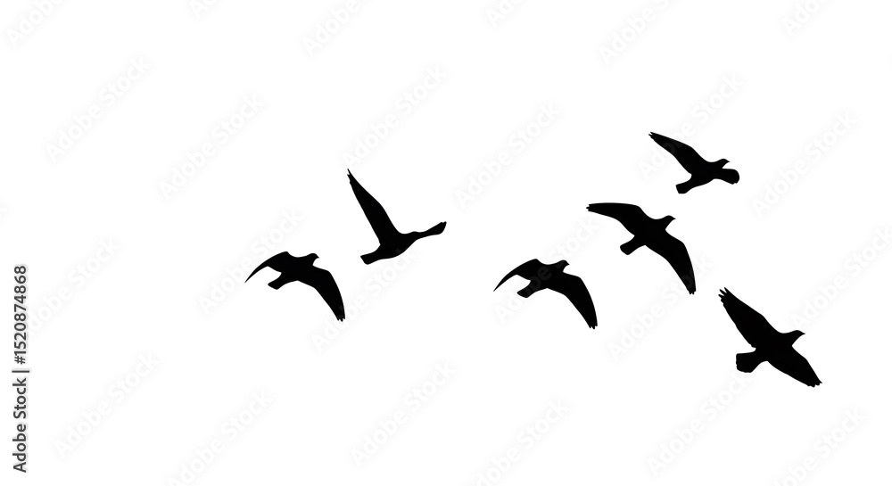 Obraz premium Silhouette of Birds Flying on White Background