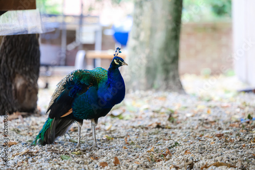 Pfau auf dem Bauernhof