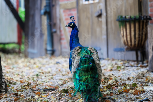 Pfau auf dem Bauernhof