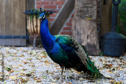 Pfau auf dem Bauernhof