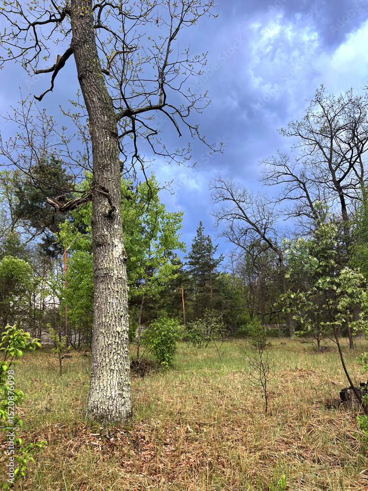 Fototapeta premium Old oak tree in spring without leaves in a clearing in early spring