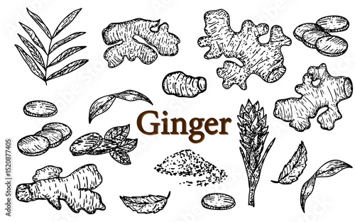Wallpaper Mural Ginger root set hand drawn decoration element Torontodigital.ca