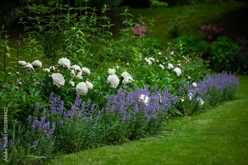 Fototapeta Naklejka Na Ścianę i Meble -  a flower bed with pearly white peonies and catnip