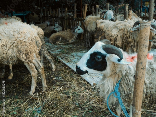 a group of farm goats