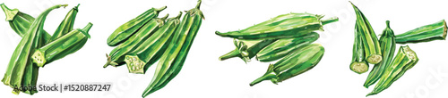Okra Vegetable Vector Illustration on White Background