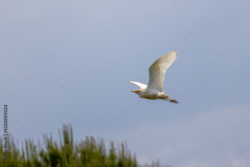 Fototapeta premium Cattle egret flying over green vegetation and blue sky