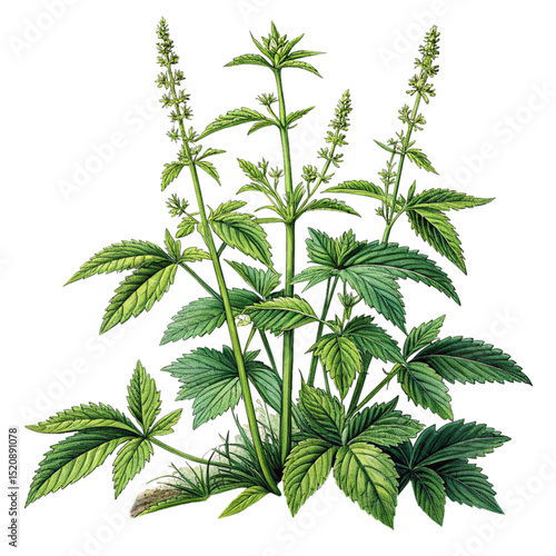 Green Herb Plant Growing