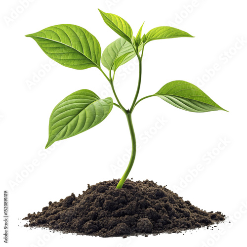 Plant Growing Stage 2