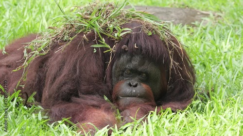 The Bornean orangutan is an orangutan species endemic to the island of Borneo. It belongs to the only genus of great apes native to Asia and is the largest of the three Pongo species. 