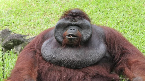 The Bornean orangutan is an orangutan species endemic to the island of Borneo. It belongs to the only genus of great apes native to Asia and is the largest of the three Pongo species. 