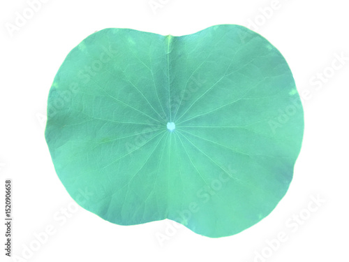 single lotus leaf isolated on transparent background with clipping paths.