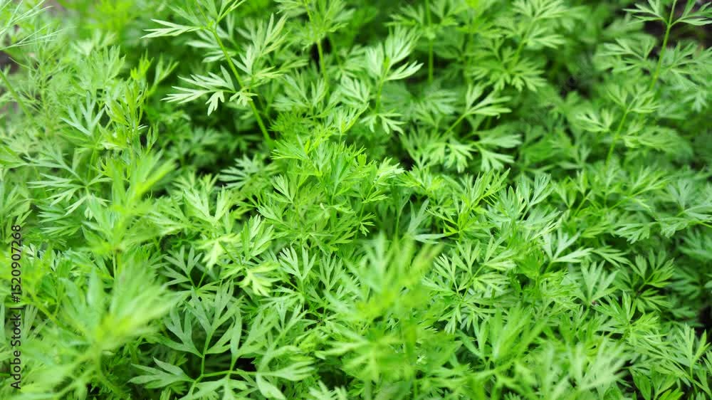 Carrot plant Carrot plant