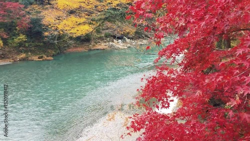 Wallpaper Mural 4K, Autumn leaves, ginkgo, rivers, video of beautiful Japanese autumn scenery, autumn, Torontodigital.ca