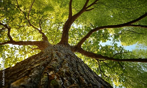 Majestic Green Tree Crown with Sunlight Filtering Through Leaves from Below on Sunny Day