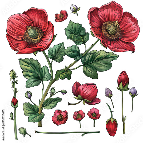 Wallpaper Mural Red Poppy Flowers. Botanical Bloom Drawing. Floral Design Elements Isolated On White. Torontodigital.ca