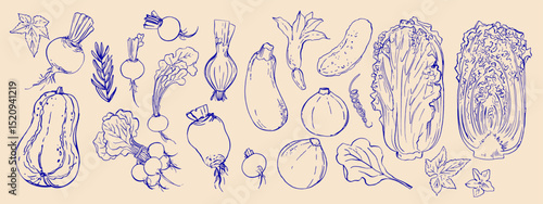 Hand drawn line food illustration vector. Vegetables and herbs, spices. Farm food. Healthy eating