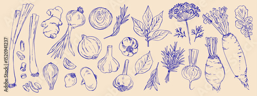 Hand drawn line food illustration vector. Vegetables and herbs, spices. Farm food. Healthy eating