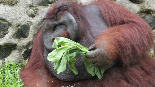 The Bornean orangutan is an orangutan species endemic to the island of Borneo. It belongs to the only genus of great apes native to Asia and is the largest of the three Pongo species. 