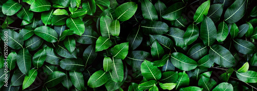 Closeup green leaves background, Overlay fresh leaf pattern, Natural foliage textured and background