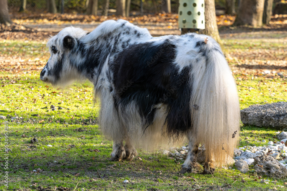 Fototapeta premium The domestic Yak, Bos mutus grunniens in a park