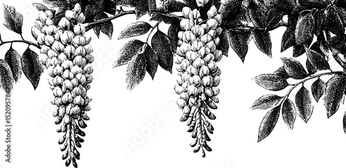 Elegant botanical art featuring engraved wisteria cascades for classic decor
