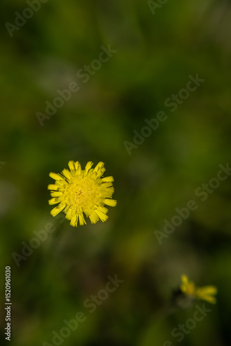 Spring blossom in the garden