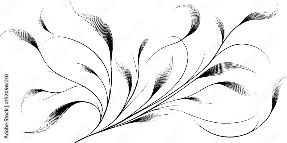 Fototapeta premium Elegant engraved illustration of curved tendrils for decorative design