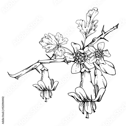 Gooseberry leaves, bell flower buds on thorny spiked branch, juneberry currant. Cut out botanical illustration hand drawn in vector ink. Seasonal farmer calendar, florist shop, wedding stationery