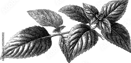 Elegant herbarium motif: detailed engraved illustration of botanical leaves for nature-inspired designs