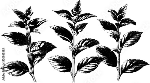 Elegant herbarium motif: engraved botanical illustration for nature decor