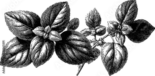 Elegant engraved herbarium motif illustration for botanical design projects
