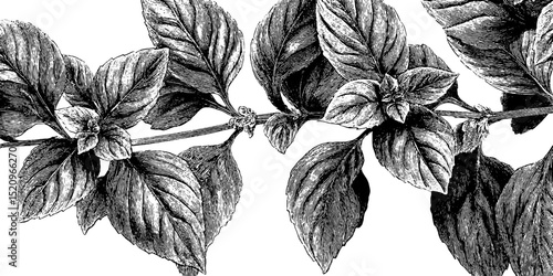 Elegant herbarium motif featuring detailed engraved botanical design for nature-inspired projects