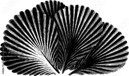 Intricate engraved illustration featuring fan shapes and bold chevron patterns