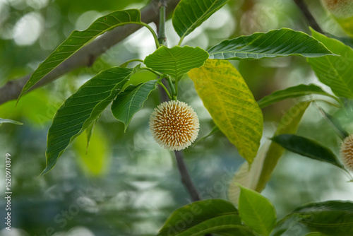 Neolamarckia cadamba Flower or Kodom flower of Bangladesh
