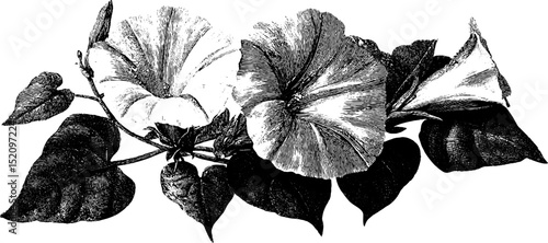 Vintage botanical illustration of interwoven morning glory flowers and leaves