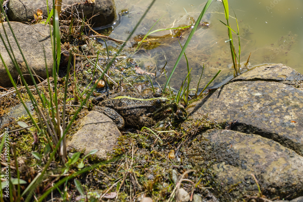 Obraz premium Frog sits near the water's edge, surrounded by rocks and green vegetation in a natural pond setting. Landscape design concept 
